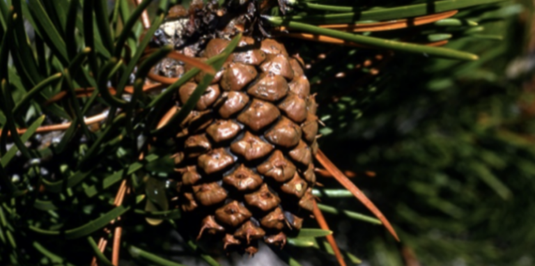The Deep End